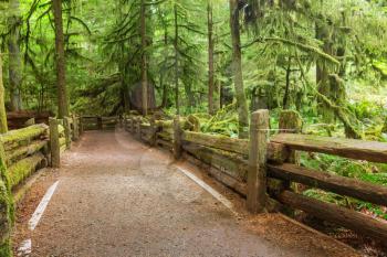 Rain forest in Vancouver island, British Columbia, Canada