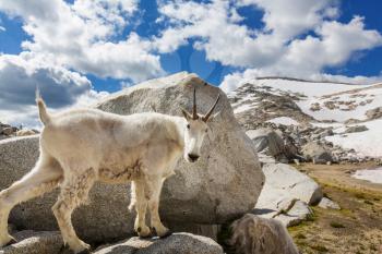 Wild Mountain Goat in Cascade mountains