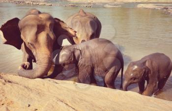 Elephants  on Sri Lanka