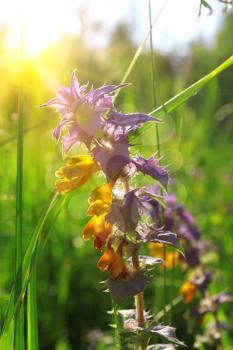 Beautiful vibrant field flower close-up