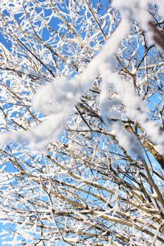Snow-covered branches of a bush (focus on distant branches)