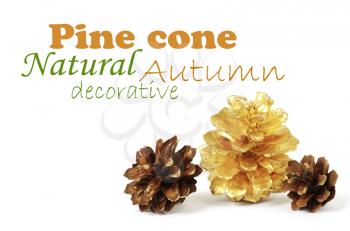Royalty Free Photo of Pine Cones