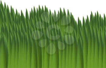 Royalty Free Clipart Image of Green Grass