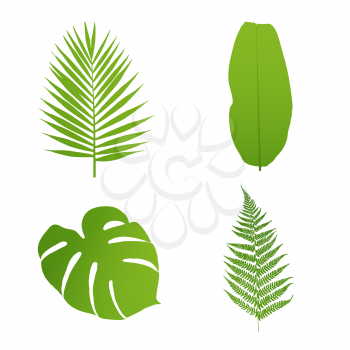 Set of tropical leaves. Palm,banana,fern,monstera. Vector  illustration.