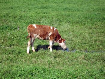 Holstein Calf Grazing in a Green Field