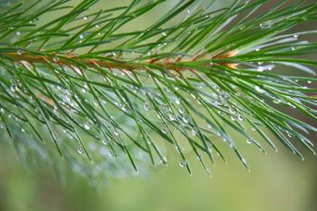 Close up of Pine tree branch  spruce  dew
