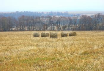 Rolls of fresh hay in the field against the blue sky and trees.
