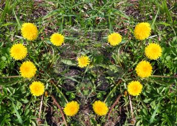 heart made of yellow dandelions on green grass