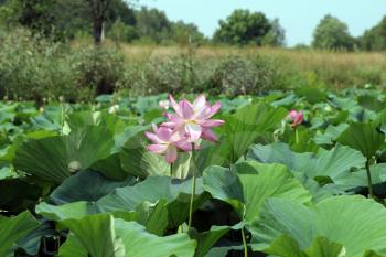 Lotus flower plants
