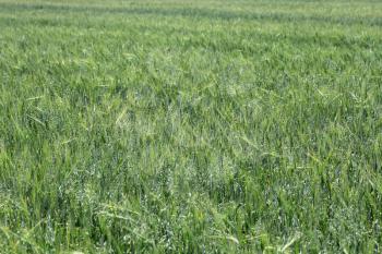 Green wheat on a grain field grass texture background
