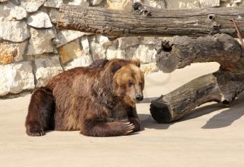 Big Brown Bear sits on a rock.