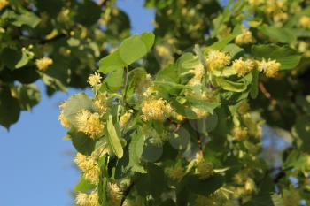 Linden tree in bloom, against a green leaves