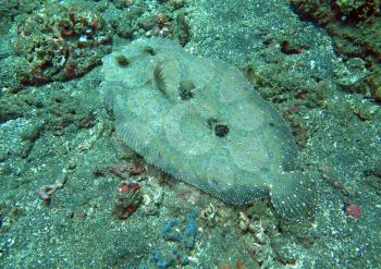 Flowery flounder Bothus mancus it is lying on the seabed.