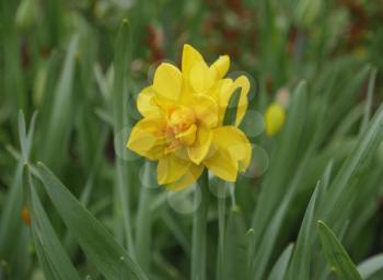 Yellow daffodil with green leaves on the flowerbed.