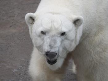 Polar Bear Ursus Maritimus on a sunny day.