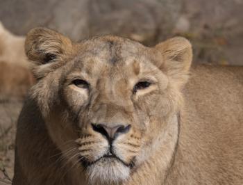 Portrait lioness basking in the warm sun after dinner.