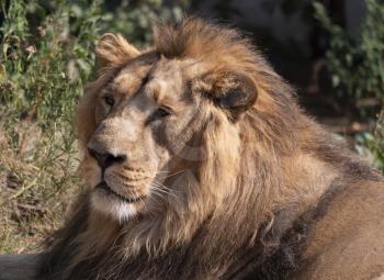 Portrait lion basking in the warm sun after dinner.