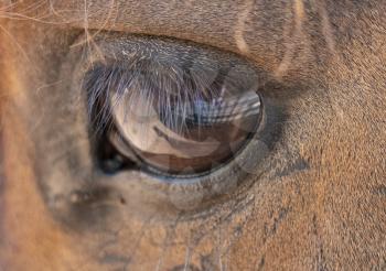 Close up of a big eye with brown horse eyelashes.