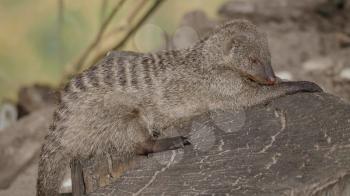 Banded mongoose (mungos mungo) resting in the sun.