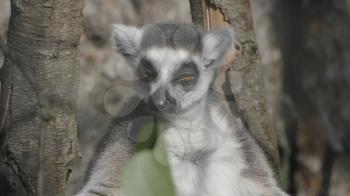 Ring-tailed Lemur Lemur catta sits under a tree and looks away.