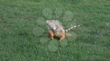Most beautiful iguana sitting on green grass in the park.