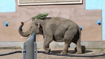 MOSCOW - SEPTEMBER 27: Moscow Zoo Asian elephant mother and baby are walking on September 27, 2019 in Moscow, Russia.