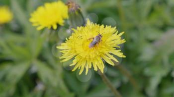 A bee collecting pollen on a yellow dandelion flowers on a green field.