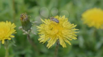 A bee collecting pollen on a yellow dandelion flowers on a green field.