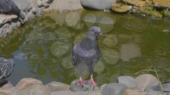 Beautiful pigeon sitting near the water fountain.