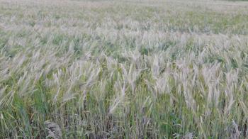 Fields of wheat at the end of summer fully ripe.
