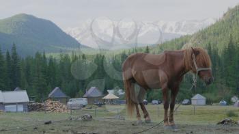 Horse with foals grazing in a pasture in the Altai Mountains.