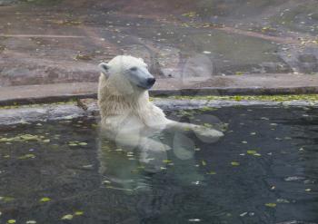 Beautiful Polar bear playing in water in autumn.