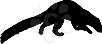 Silhouette of ferret on a white background.