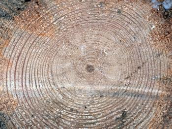 Wooden circle with a split cut of the log.