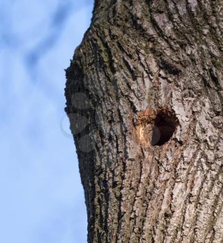 Bird nest in hollow tree trunk