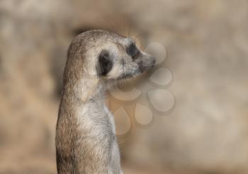 Meerkat or suricate is a small carnivoran belonging to the mongoose family.