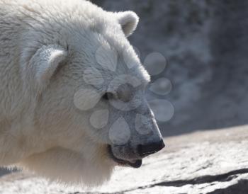 Polar Bear Ursus Maritimus on a sunny day.