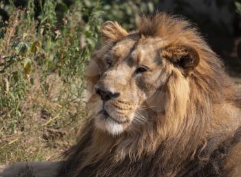 Portrait lion basking in the warm sun after dinner.