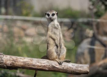 Meerkat or suricate is a small carnivoran belonging to the mongoose family.