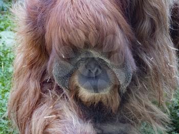 The adult male of the Sumatran Orangutan.