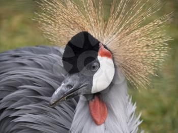 Beautiful bird, Grey Crowned Crane with blue eye and red wattle.