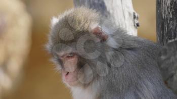 Portrait of a japanese macaque (snow monkey).