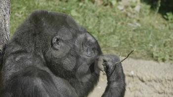 Mountain gorilla sits and eats a tree branch.