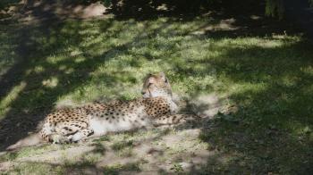 Leopard panthera pardus lying on a green grass under a tree.