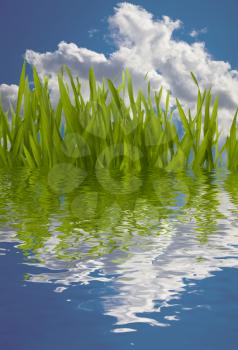Beautiful nature background. Grass reflection in water.