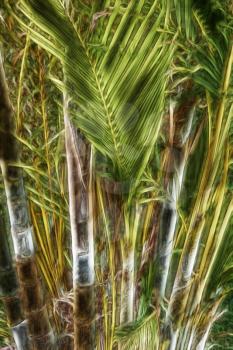 Royalty Free Clipart Image of Palm Tree Leaves