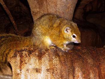 Royalty Free Photo of an African Bush Squirrel