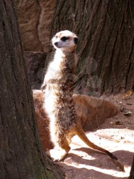 Royalty Free Clipart Image of a Southern African Meerkat