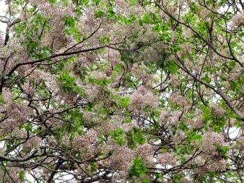 Royalty Free Photo of a Floral Tree