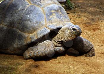 Royalty Free Photo of a South African Tortoise